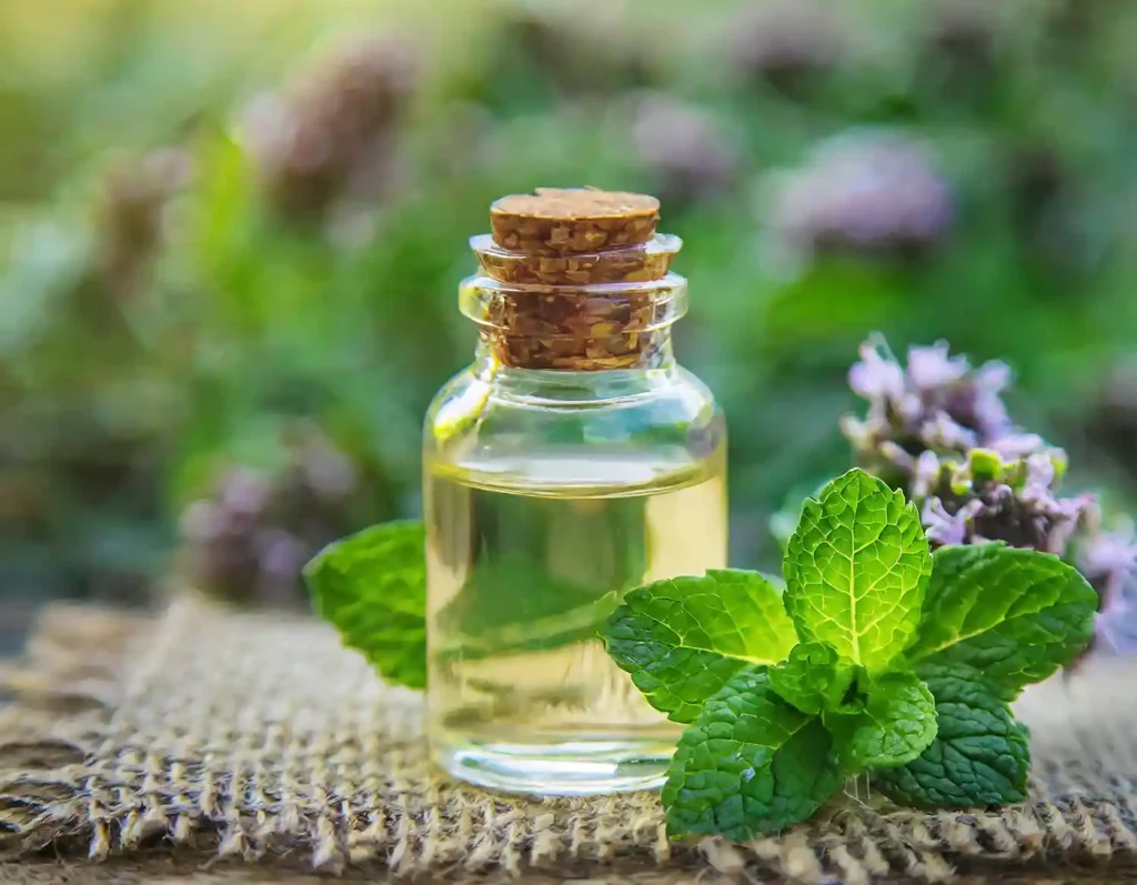 Peppermint Oil from India